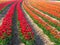 Tulip agriculture - blooming tulip fields in many colors