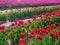 Tulip agriculture - blooming tulip fields in many colors