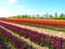 Tulip agriculture - blooming tulip fields in many colors