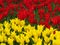 Tulip `Aladdin`, lily-flowered tulip, goblet-shaped flowers with pointed petals. Many red and yellow tulips blooming.