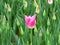 Tulip `Aladdin`, lily-flowered tulip, goblet-shaped flowers with pointed petals. Many vivid pink tulip buds and a blooming flower.