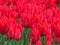 Tulip `Aladdin`, lily-flowered tulip, goblet-shaped flowers with sharp pointed petals.. Many tulips blooming in the garden.