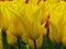Tulip `Aladdin`, lily-flowered tulip, goblet-shaped flowers with sharp pointed petals. Many yellow tulips blooming.
