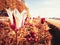 Tulip alley blooming, abstract colors. Abundance of flowers growing in a field