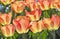 Tulip American Dream Tulipa, Liliaceae in spring