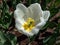 Tulip Angel\\\'s Wish with tall stems blooming with creamy blooms, with greenish yellow markings in the garden in sunlight