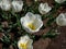 Tulip Angel\\\'s Wish with tall stems blooming with soft creamy blooms, with greenish yellow markings