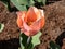 Tulip \\\'Apricot beauty\\\' blooming with cup-shaped flowers in a delicate salmon-pink with orange margins