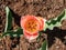 Tulip \\\'Apricot beauty\\\' blooming with cup-shaped flowers in a delicate salmon-pink with orange margins