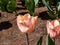 Tulip \\\'Apricot beauty\\\' blooming with flowers in a delicate salmon-pink with orange margins, fading to soft, sunset
