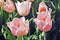Tulip Apricot Beauty Tulipa, Liliaceae, flowers in spring
