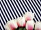 Tulip artificial flowers with filter color vintage space copy background