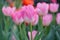 Tulip background, Pink flower tulip lit by sunlight, Soft selective focus, Tulip close up