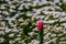 tulip on a background of white daisies in a park garden on a spring day