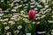 tulip on a background of white daisies in a park garden on a spring day