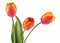 Tulip. Beautiful bouquet of spring flowers on white background