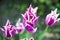 Tulip. Beautiful bouquet of tulips. colorful flowers. Tulips in spring, pink tulips. Flower tulips background.