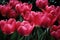 Tulip,  Beautiful bouquet of tulips,  colorful tulips,  tulips in spring,colourful tulip