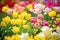Tulip. Beautiful bouquet of tulips. colorful tulips. tulips in spring,colourful tulip. Generative AI