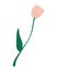 Tulip. Beautiful flower. Graphic design of postcard for International Women\\\'s Day with 8 March inscription.