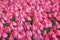 Tulip. Beautiful pink tulips flowers in spring garden, loral background