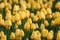 Tulip. Beautiful yellow tulips flowers in spring garden, floral background