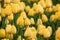 Tulip. Beautiful yellow tulips flowers in spring garden, floral background