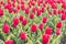 Tulip bed. summer field of flowers. gardening and floristics. nature beauty and freshness. Growing tulips for sale