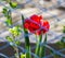 Tulip behind the fence