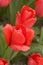 Tulip - Bing Crosby