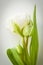 Tulip bloom