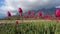 Tulip Bloom Amid Colorful Flowers, Greenery, and Mountains in Kashmir