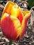 Tulip in bloom after rain storm in weaton maryland