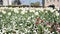 Tulip blooms in the field, white flowers .