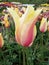 Tulip, blossom, Blushing Lady