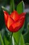 Tulip blossom flower