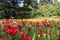 Tulip blossom island Mainau Germany