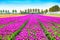 Tulip blosssom flowers cultivation field in spring. Holland or N