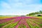 Tulip blosssom flowers cultivation field in spring. Holland or Netherlands.