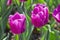 Tulip Blue Beauty Tulipa, Liliaceae in spring