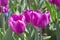 Tulip Blue Beauty Tulipa, Liliaceae in spring