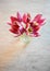 Tulip Bouquet on Marble