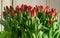 Tulip Bouquet, Spring Tulipa Flowers