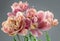 Tulip bouquet, tulips spring flowers close up, blooming pastel pink tulips Easter background, bunch