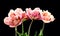 Tulip bouquet, tulips spring flowers close up, blooming pastel pink tulips isolated on black background