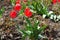 Tulip with bright red flowers