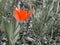 Tulip bright red in meadow