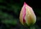 Tulip Bud in the garden with raindrops in spring