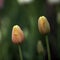 Tulip buds