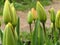 Tulip buds. Spring flowers after rain with waterdrops. Closeup.